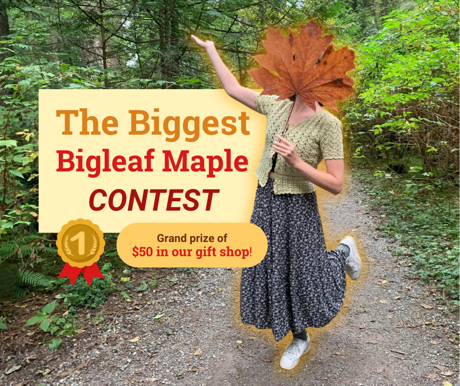 Biggest Bigleaf Maple Competition